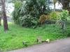 gallery-nature-strip-after.jpg gallery-nature-strip-after.jpg